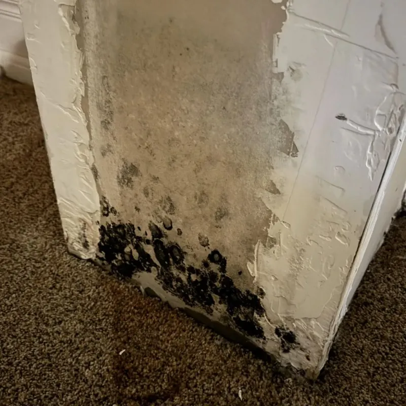Professional Mold Removal in Jamestown, CA